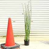 涼しげなトクサの生垣にピッタリ！庭木・植木：トクサ（砥草）とくさ 特大株！