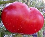Tomate Mortgage Lifter - tomato - 50 seeds