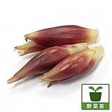 コンパニオンプランツ：ミョウガ3?3.5号ポット4株セット[茗荷] ノーブランド品