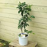 苗木・庭木・植木・果樹：ライム（らいむ）*7号/白ポット