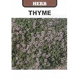 【輸入種子】Thyme クリーピングタイム ハーブ