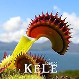 ビッグプロモーション！100個/ロットジャイアントハエトリソウ種子盆栽鉢植えハエジゴクMuscipula植物種子テラスガーデン食虫植物の種