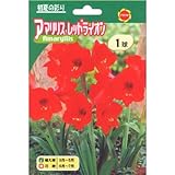 春植え球根 一重咲アマリリス レッドライオン大輪 (534087)