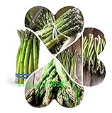 オリジナルパック100種子/パック、アスパラガスの種子、グリーンアスパラガスの種、果物や野菜は、鉢植え