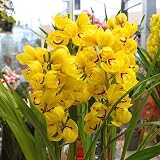 【現品お届け】 シンピジューム 鉢植え 黄色4本立ち　お祝い・誕生日・お礼などの花ギフトに