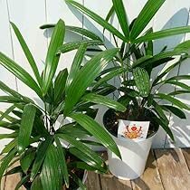 観葉植物・観音竹・カンノンチクの鉢植え 観音竹（カンノンチク）の育て方｜創業100年で培った初心者さん
