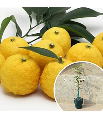 Amazon.co.jp: 《 実付き 》 一才ゆず 『 花柚子 』 ユズ 接ぎ木苗 6号