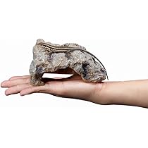 Amazon | Archnote 爬虫類 レオパ シェルター トカゲ カナヘビ 亀
