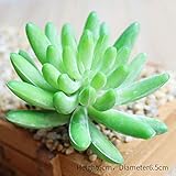 ミニ多肉植物 　人工植物 　自然に親しむ 飾り物 癒しの グリーン 多肉(#12,#12)