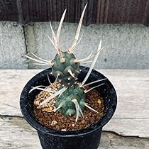 Amazon｜サボテン テフロカクタス 長刺武蔵野 S｜観葉植物