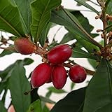 ミラクルベリー(ミラクルフルーツ）8号鉢植え[実を口に含むとレモンが甘くなる！実付きの大株] ノーブランド品