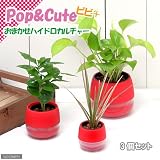 (観葉)おまかせハイドロ苗とシグナルレッドビビセット S・M・L(3個セット) 本州・四国限定[生体]