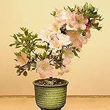 盆栽:皐月(さつき・瀬戸焼鉢)*美春