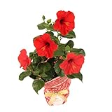 敬老の日 盆栽 フラワーギフト スペシャルシリーズ 敬老の日 盆栽 フラワーギフト【ハイビスカス・レッド：5号鉢】 定型メッセージカード 産直出荷 お届け先地域によっては別途送料がかかる場合があります