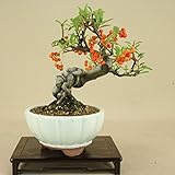 いよじ園 ピラカンサ / 根上り （小品盆栽） 【雑木盆栽】いよじ園