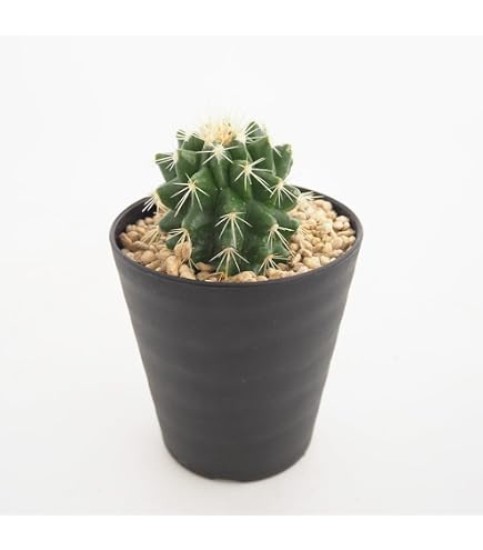 Amazon｜金鯱 キンシャチ サボテン 11号鉢 シャボテン 観葉植物｜観葉 