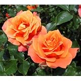 四季咲中輪バラ：ディズニーランドローズ大苗[大人気！花のパレード ディズニーランドに植えられたバラ] ノーブランド品