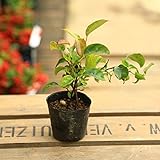 苗：るりびょうたん*