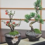 盆栽ペアセット　長寿梅と五葉松のミニ盆栽
