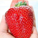 1000 PCS Big Giant Strawberry Seeds, Rare Sweet Four-season vegetable and fruit Seeds, Garden plants
