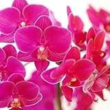 『選べるマイクロ胡蝶蘭・さくらん他』花鉢 送料無料 ミディ胡蝶蘭 母の日 種類,キラキラ