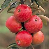 バレリーナツリー（マルス）：ポルカ4～5号ポット*[鉢栽培も可能なクラブアップル][苗木]