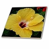 3dRose ct_7472_2 Hibiscus in Yellow-Ceramic Tile, 6-Inch [並行輸入品]