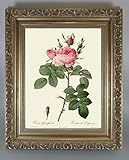 BiblioArt Series　P.J.ルドゥーテ 「ロサ・ビフェラ・オフィシナリス」 金縁額装品