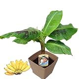 ハッピーガーデン ドワーフ モンキーバナナの木(矮性)茶鉢 8号 鉢植え ギフト