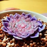 熱い販売の5pcsセダムRubrotinctum多肉植物種子ホームガーデンハーディと非常にきれいな鉢植え植物種子盆栽