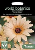【輸入種子】 Johnsons Seeds world botanics OSTEOSPERMUM(Annual) Salmon オステオスペルマム・サーモン ジョンソンズシード