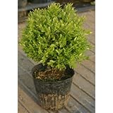 クサツゲ 5号ポット