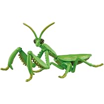 アザミカマキリ雄　立体標本 51zyoPeGm3L._AC_UL210_SR210,