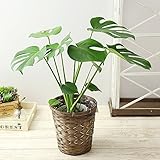 BunBunBee 観葉植物 モンステラ【6号鉢・メッセージカード・バンブー製バスケット付き】