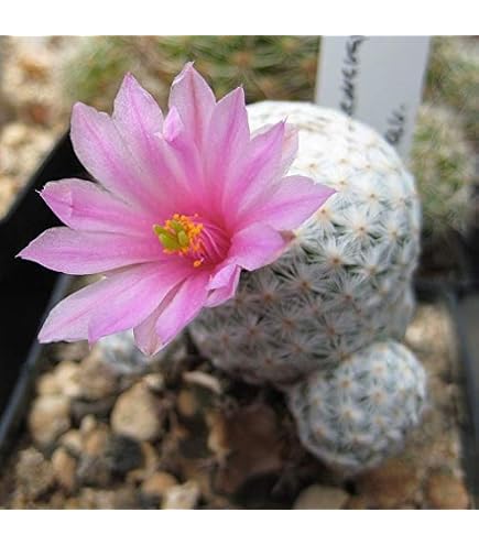 Amazon.co.jp: 【種子】Copiapoa Maritima◇コピアポア・マリテマ