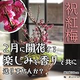 盆栽　梅盆栽　紅梅