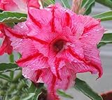 40 Fresh seedsアデニウム アラビカム オベスム 砂漠のバラ種子(40粒)塊根植物種子Adenium obesum Desert Roses seeds no354-Triple-King