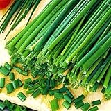 ＩＴＡＮＳＥ ねぎの苗 万能細ねぎ 4個 多粒蒔き 3~3.5号 品種で選べる野菜苗