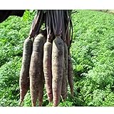 TOPmountain 紫キャロット種子 500個 有機野菜の果物植物の種子 ガーデニング用野菜の種