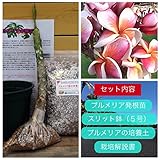 【希少なハイブリッド種】プルメリアのベアルート発根苗 ‘105'（大苗） 栽培セット【スリット鉢・プルメリア専用培養土・栽培説明書つき】