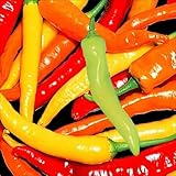 【メール便配送】　国華園　野菜たね　ピーマン・シシトウ　バナナピーマン　1袋(3ml)【※発送が国華園からの場合のみ正規品です】
