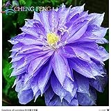 Hot Selling 50pcs/lot Mix Beautiful Clematis Seeds Bonsai Flower Seeds Diy Home Garden Easy Grow Jar