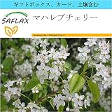 SAFLAX - ギフトセット - マハレブチェリー - 30 個の種。- ギフトボックス、カード、ラベル、鉢植え用土壌を含みます。 - Prunus mahaleb