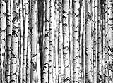 輸入壁紙/1WALL/W4P-FOREST-005 /Birch forest/Z3K