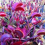 ベストセラー！3種類のハエトリソウ種子盆栽鉢植えハエジゴクMuscipula植物種子テラスガーデン食虫植物の種100種/バッグ