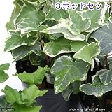 (観葉)ヘデラ(アイビー)(品種おまかせ) 3号(お買い得3ポットセット) 本州・四国限定[生体]