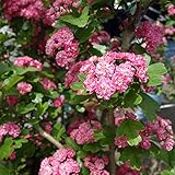 西洋サンザシ：ポールズスカーレット（八重赤花）4.5号ポット[花が美しいさんざし・秋には赤い実も！] ノーブランド品