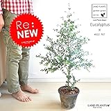 LAND PLANTS ユーカリ・グニー 灰色モスポット鉢