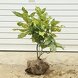 庭木：斑入アオキ　Ｈ：約50ｃｍ