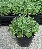 【特選ハーブ苗セット販売】プレクトランサス　アロマティカス　12ポットセット（３号） 【まとめ売り】